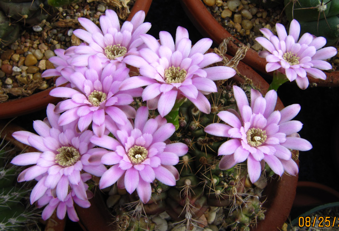 Gymnocalycium damsii